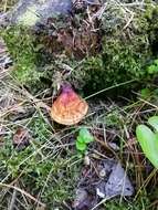 Image of lingzhi mushroom