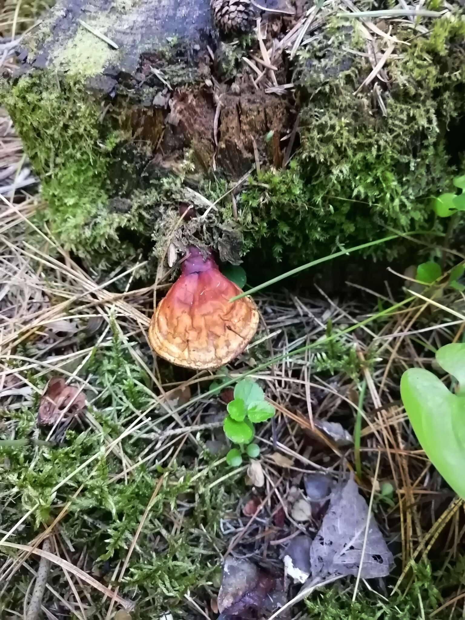 Image of lingzhi mushroom