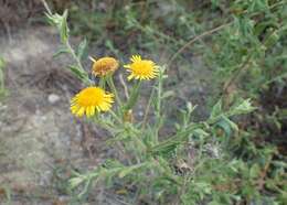 Pulicaria odora (L.) Rchb. resmi