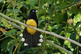 صورة Trogon melanocephalus Gould 1836