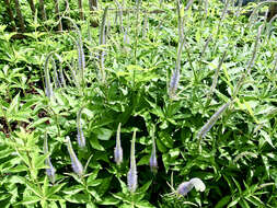 Image of Veronicastrum sibiricum (L.) Pennell