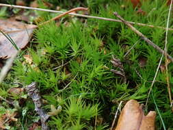 Image of Broom Moss