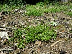 Image of Round-leaved Bedstraw