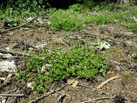 Image of Galium rotundifolium L.