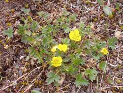 Imagem de Potentilla hyparctica Malte