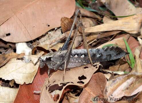 Image of Mecopoda elongata (Linnaeus 1758)