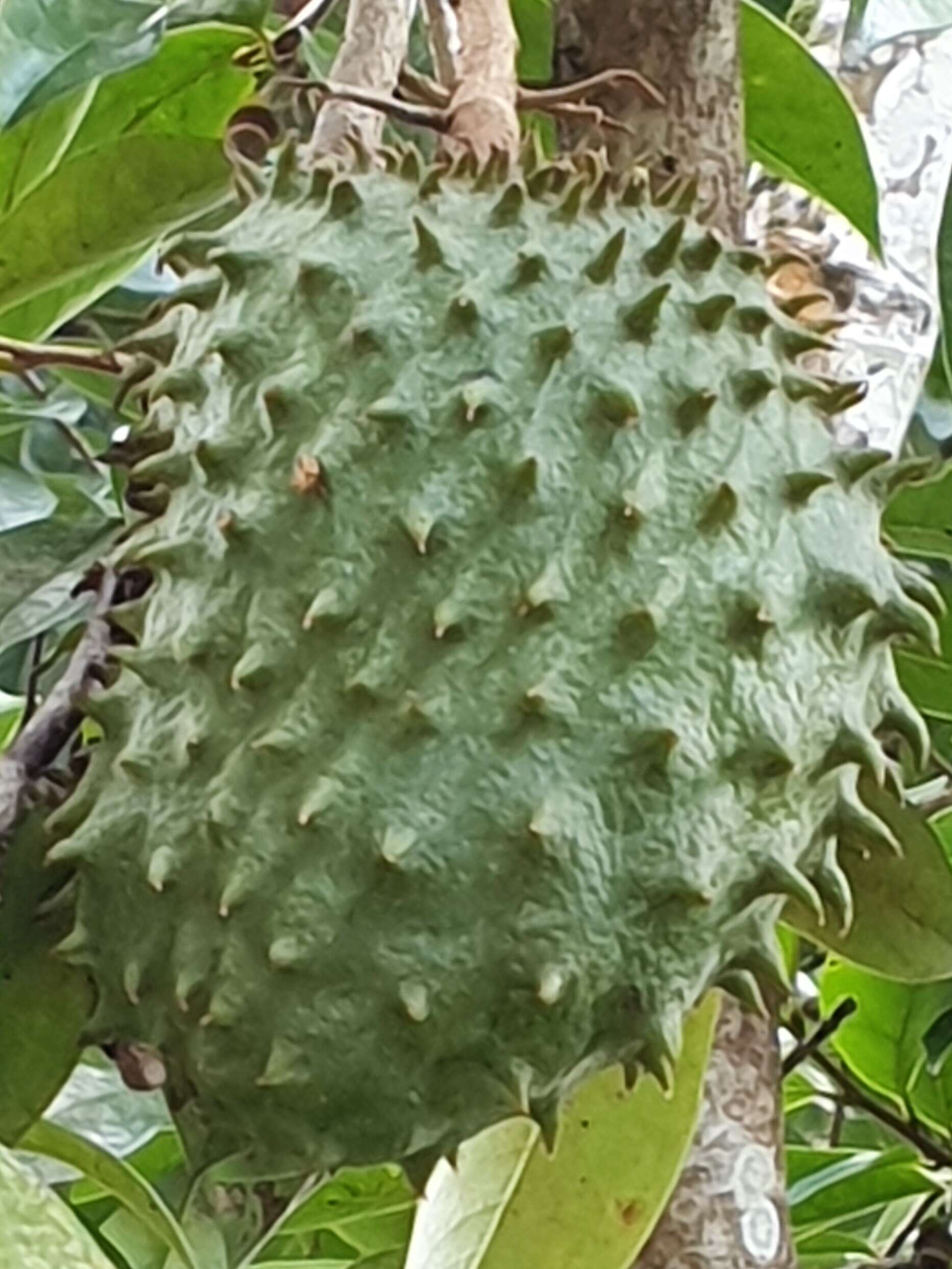 Image of soursop