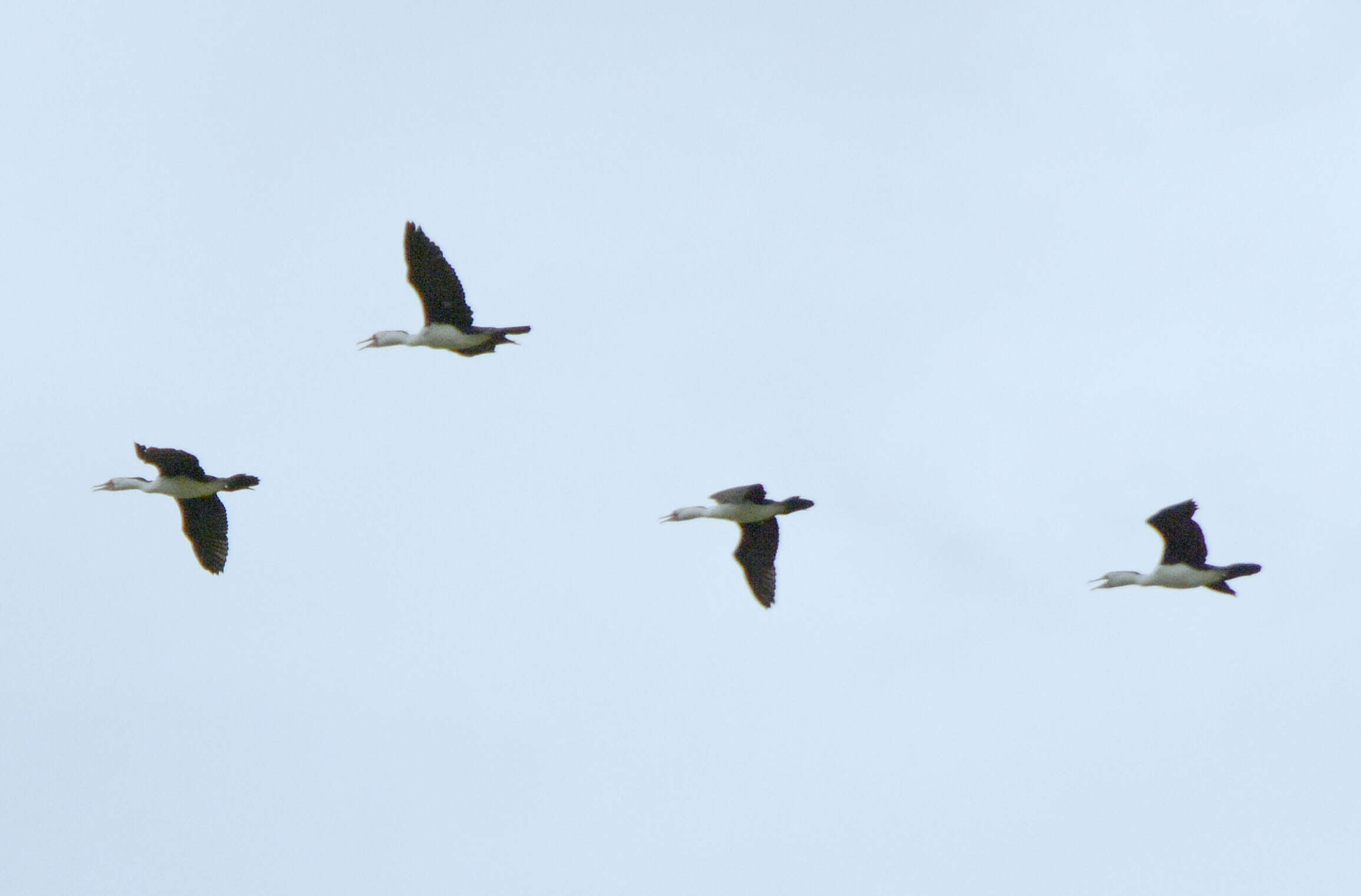 Image of Australian Pied Cormorant