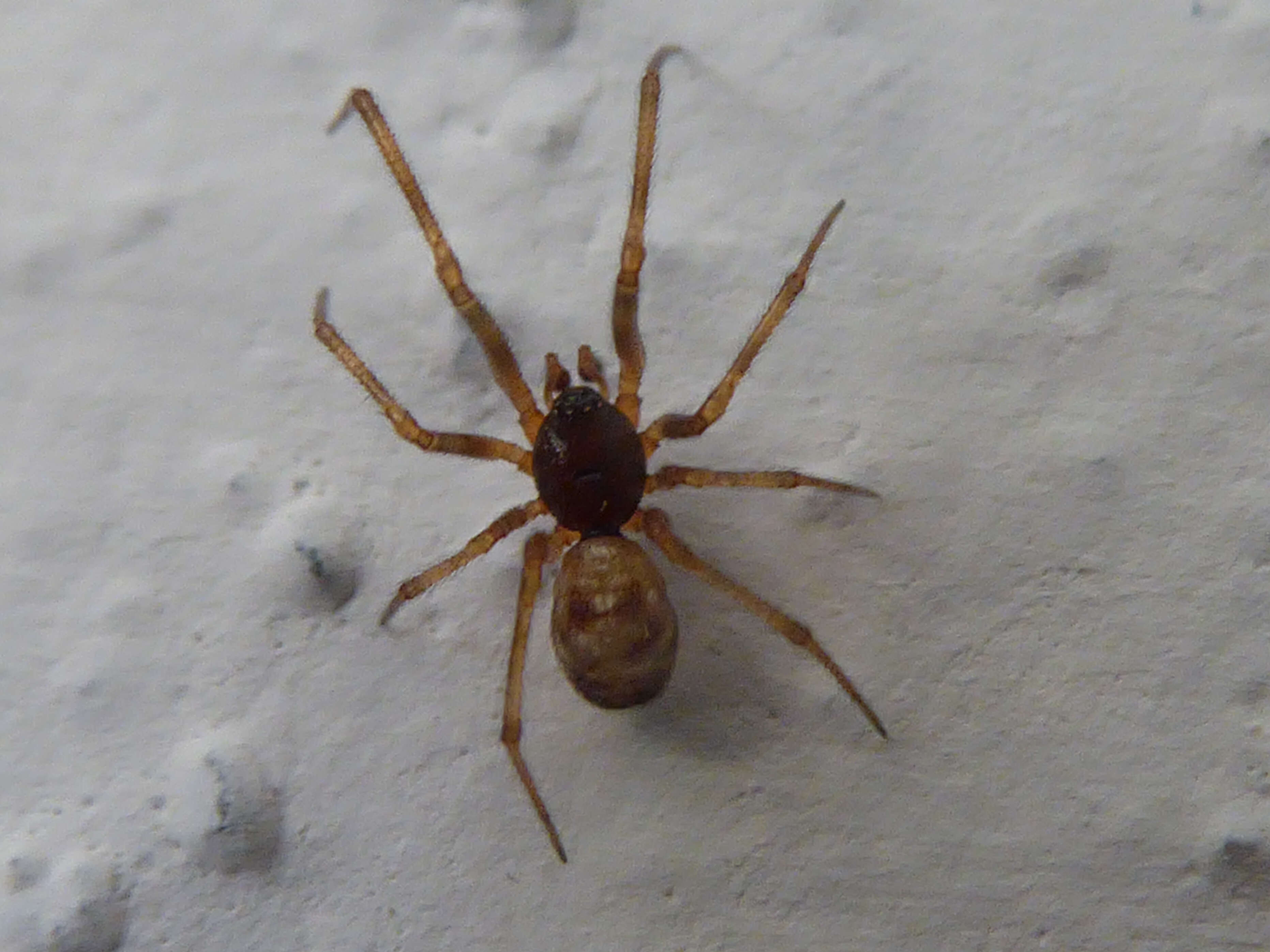 Image of Triangulate cobweb spider