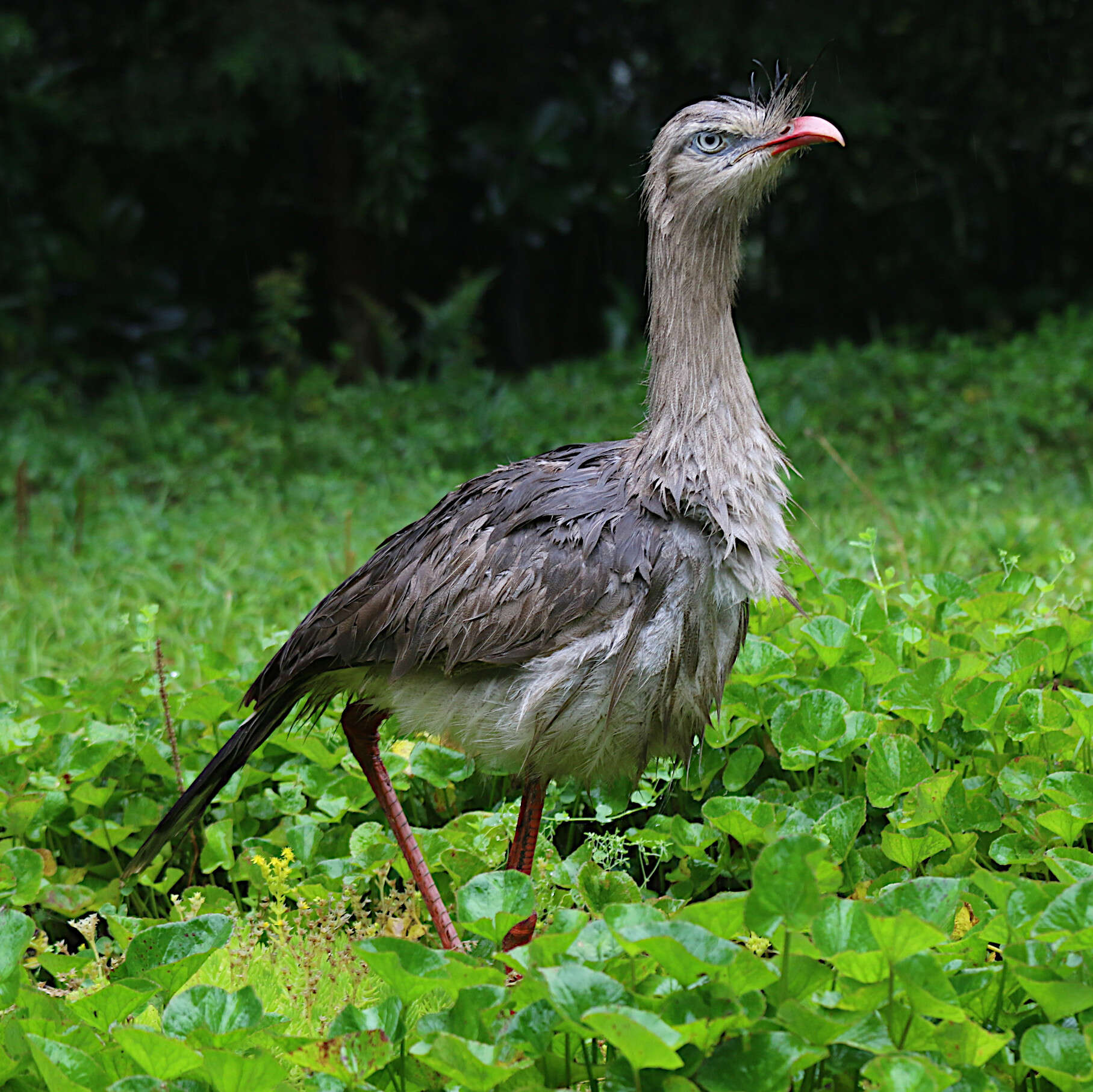 Image of Cariama Brisson 1760