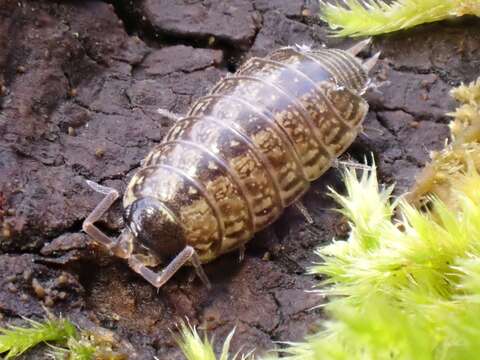 Image of Philoscia Latreille 1804