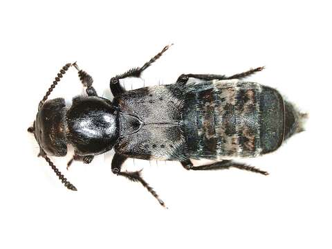 Image of Hairy Rove Beetle