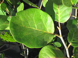 Image of White Mangroves