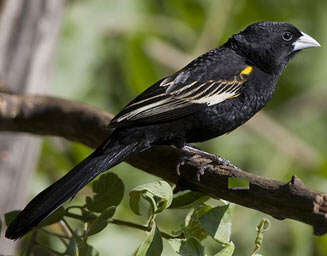 Image of White-winged Whydah