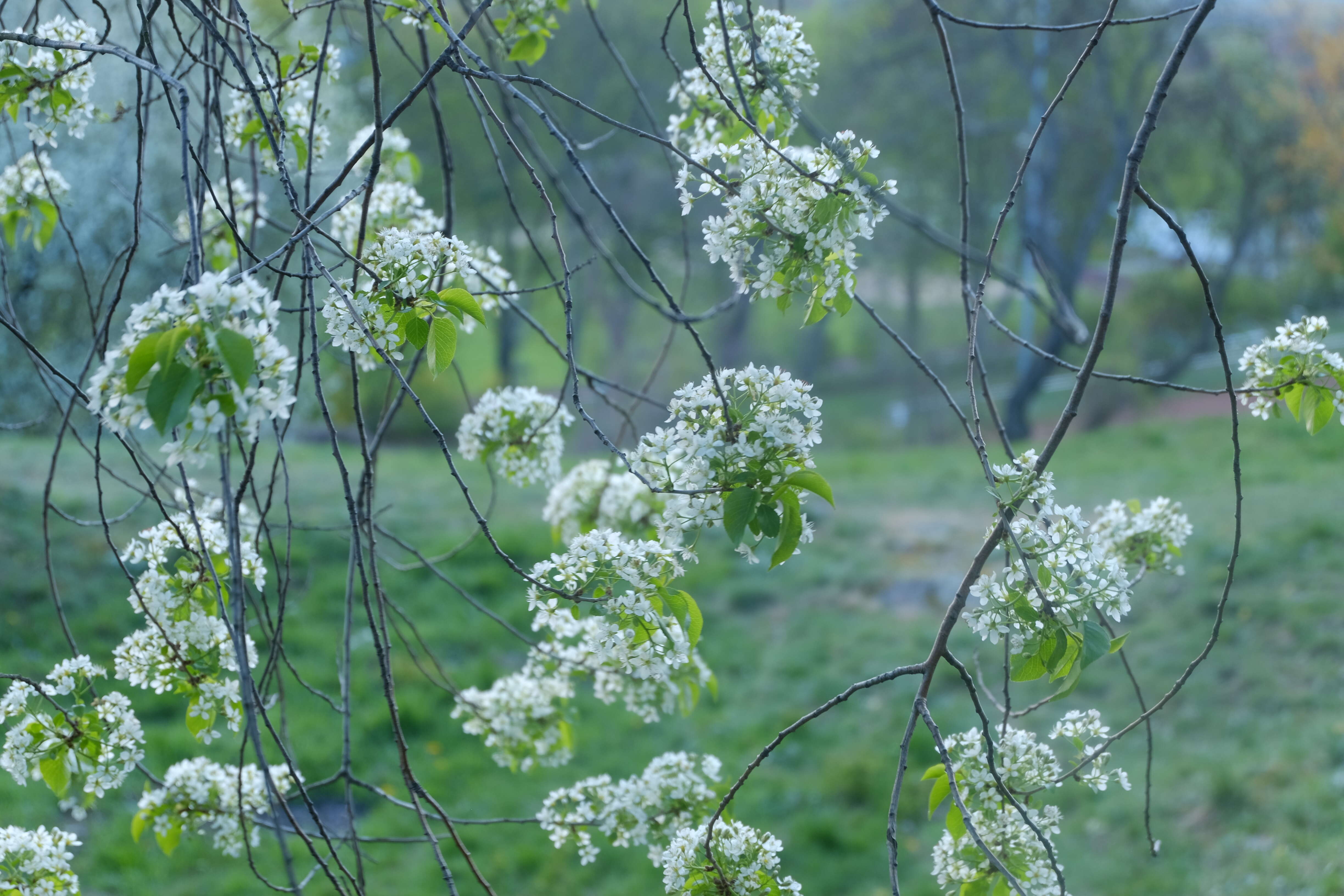 Image of Mahaleb cherry