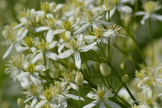 Imagem de Clematis recta L.