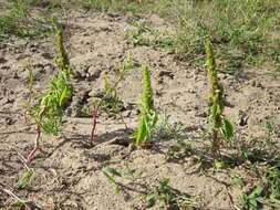 Image of redroot amaranth