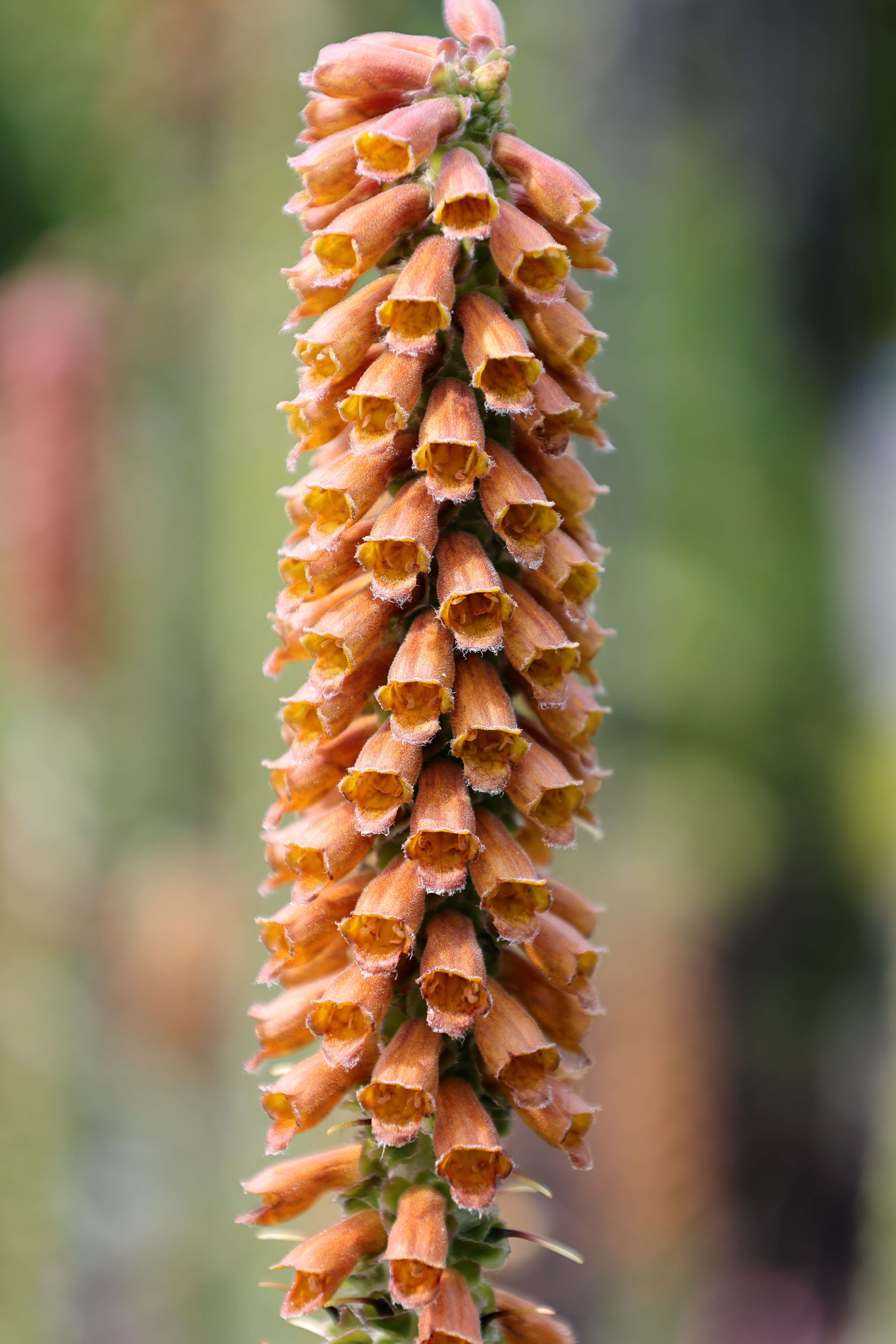 Image of Portuguese Foxglove