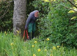 Image of yellow flag, yellow iris