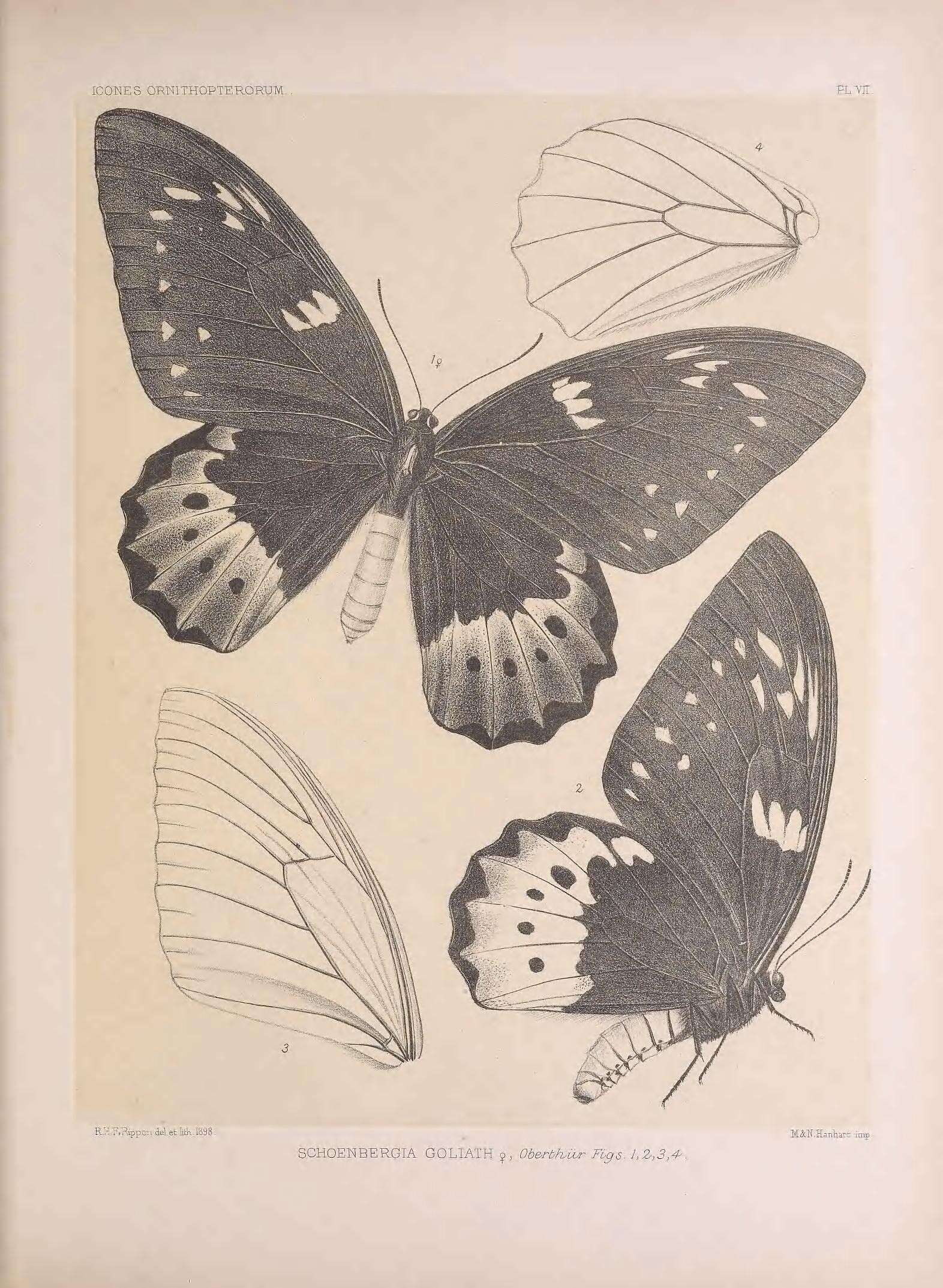Слика од Ornithoptera goliath Oberthür 1888