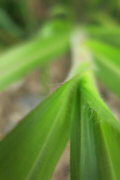 Imagem de Panicum capillare L.