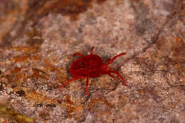 Image of Trombidium holosericeum