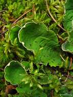 Image of British felt lichen