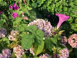 Image of whiteedge morning-glory