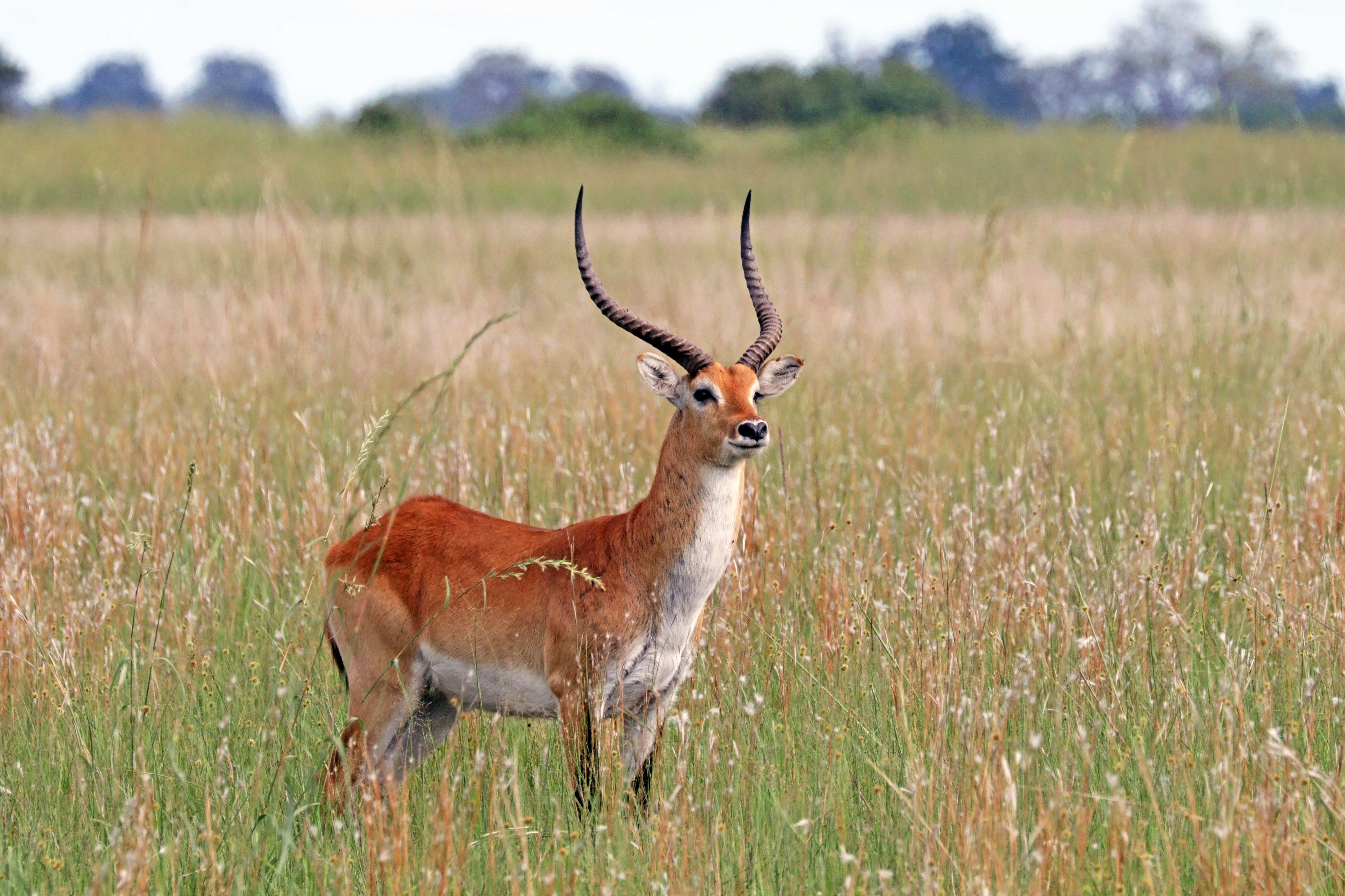 Image of Lechwe -- Southern Lechwe