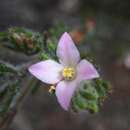 Image of Boronia oxyantha Turcz.