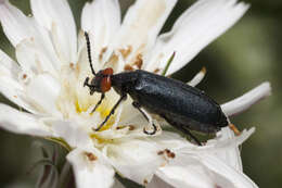 Image of Red-eared Blister Beetle