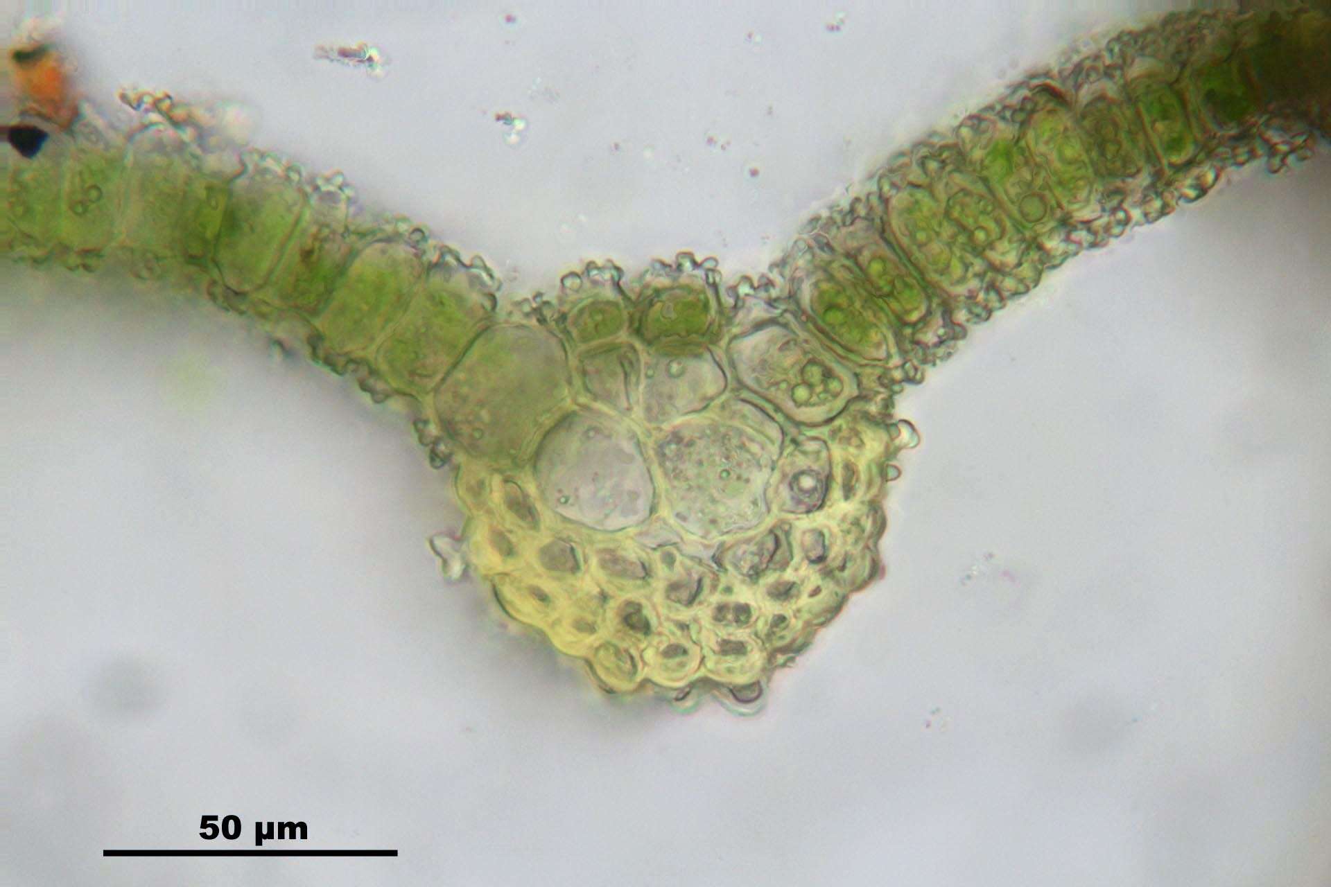 Image of Wideleaf Tortula Moss