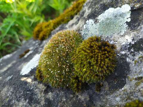 Image of pulvinate dry rock moss