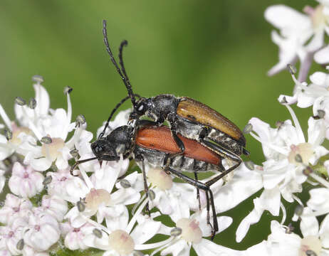 Image of Anastrangalia sanguinolenta (Linné 1761)