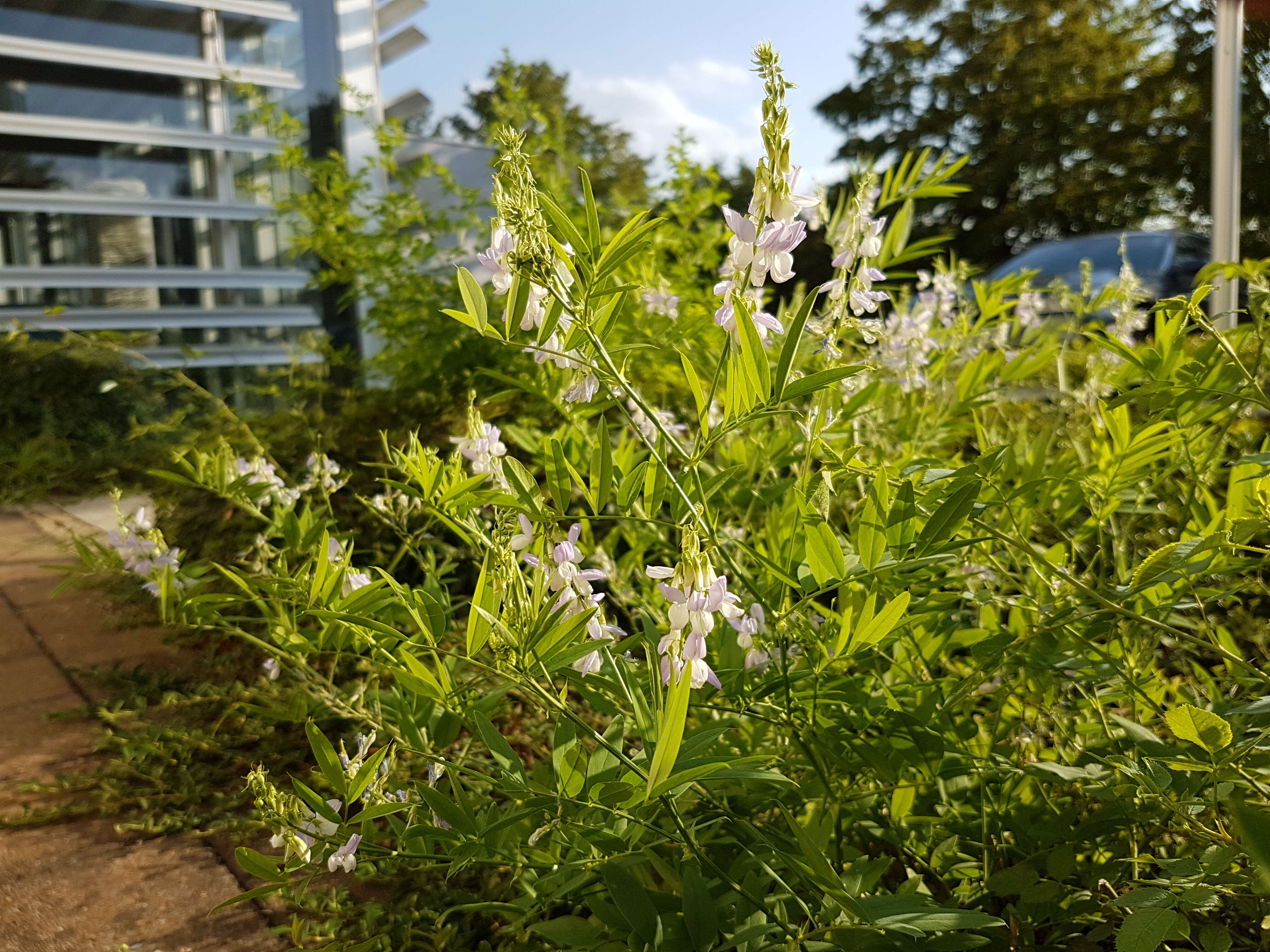 Image of Goat's rue