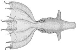 Image of Stauroteuthidae Grimpe 1916