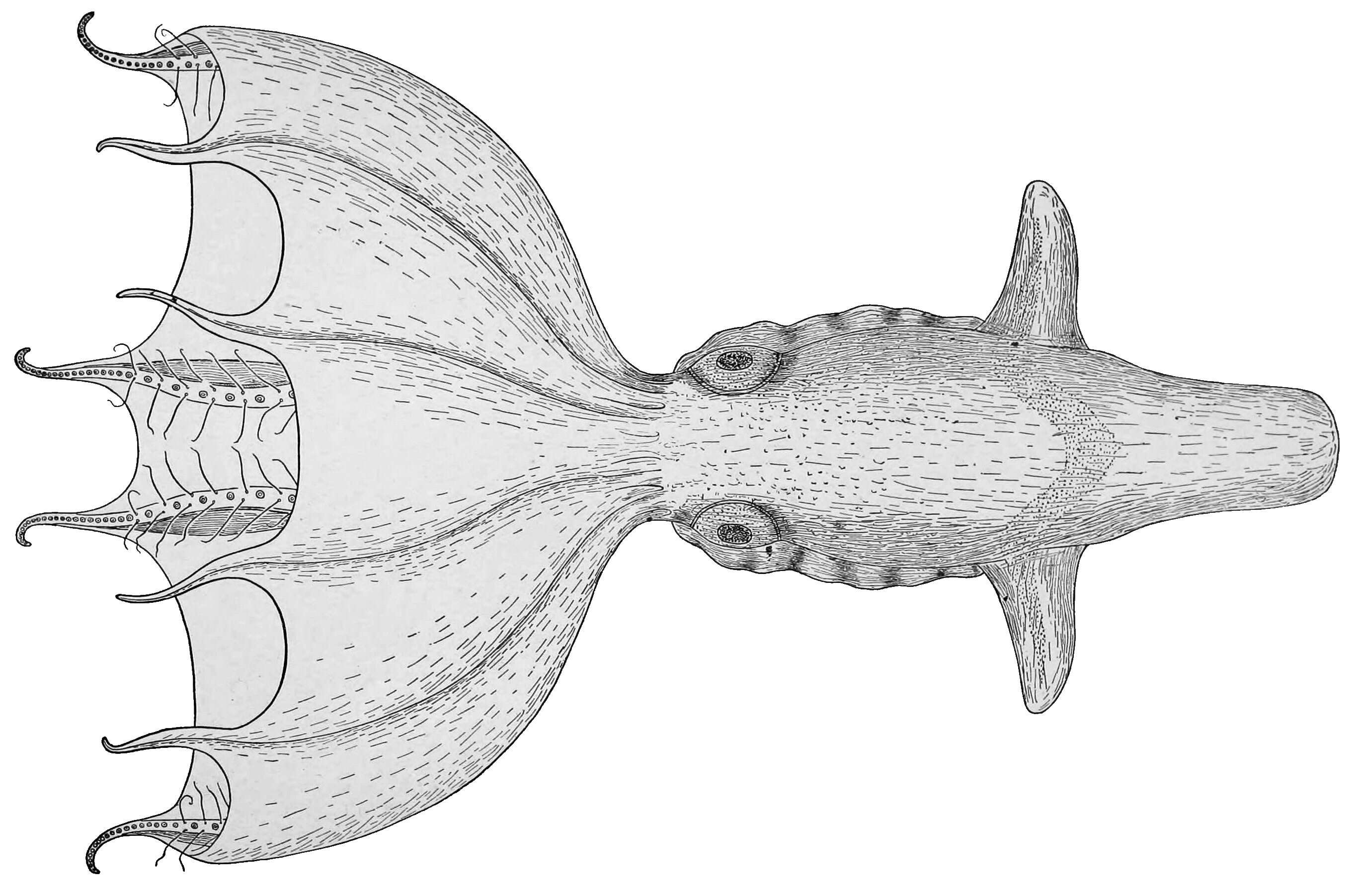 Image of Stauroteuthidae Grimpe 1916