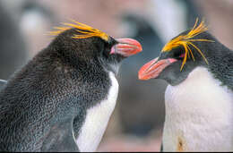 Image of Macaroni Penguin