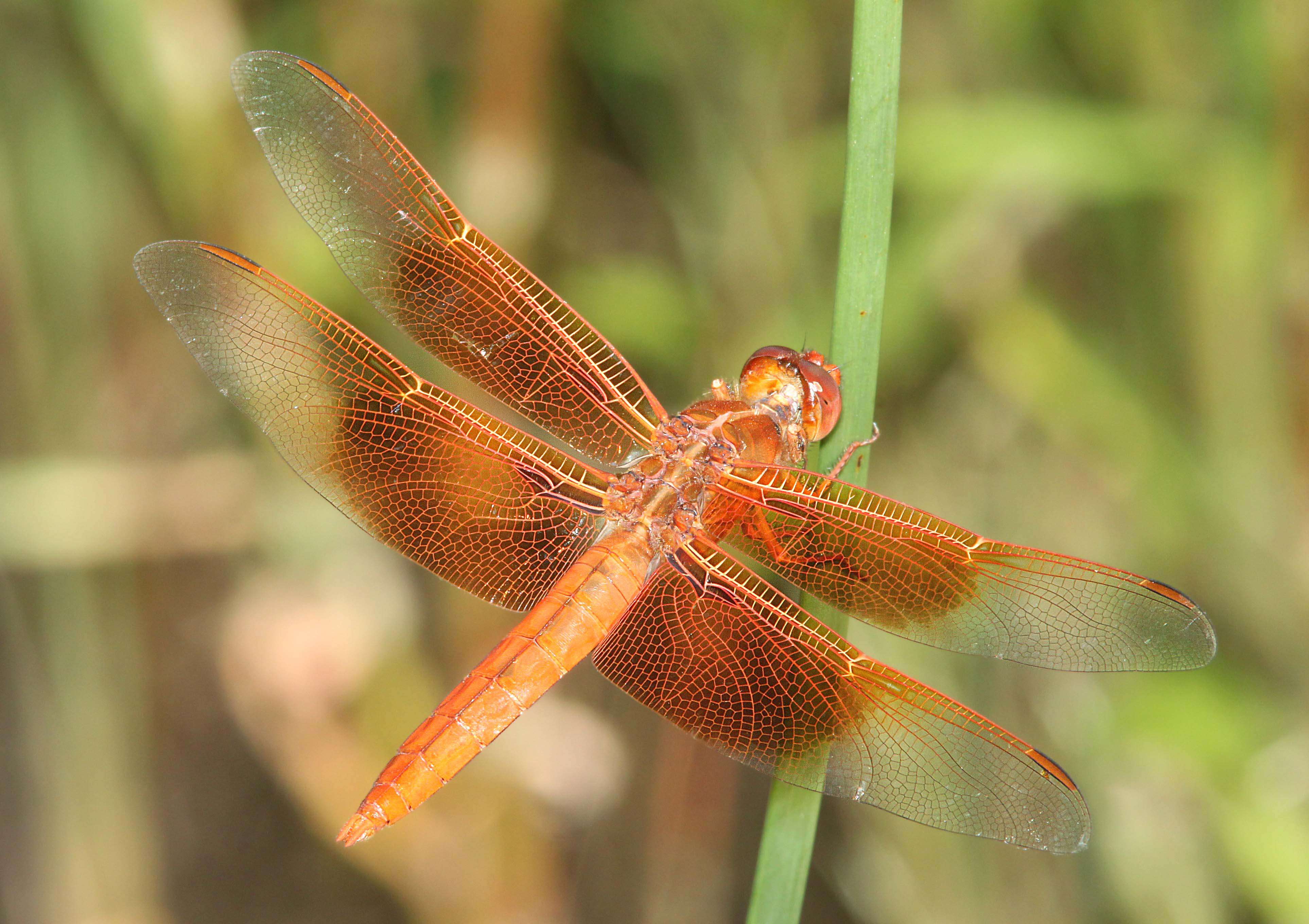 Image of Flame Skimmer