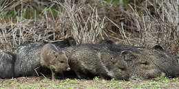 Image of peccaries