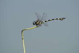 صورة Ictinogomphus rapax (Rambur 1842)