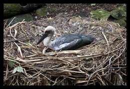 Image of Black-necked Stork