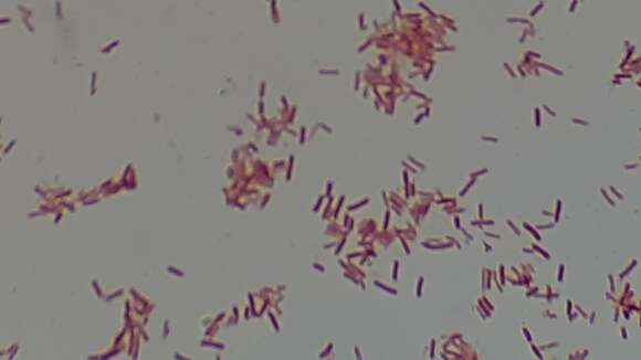 Image of Bacteria