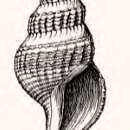 Image of Pleurotomella orariana (Dall 1908)