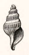 Plancia ëd Pleurotomella orariana (Dall 1908)