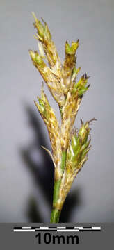 Image of quaking-grass sedge