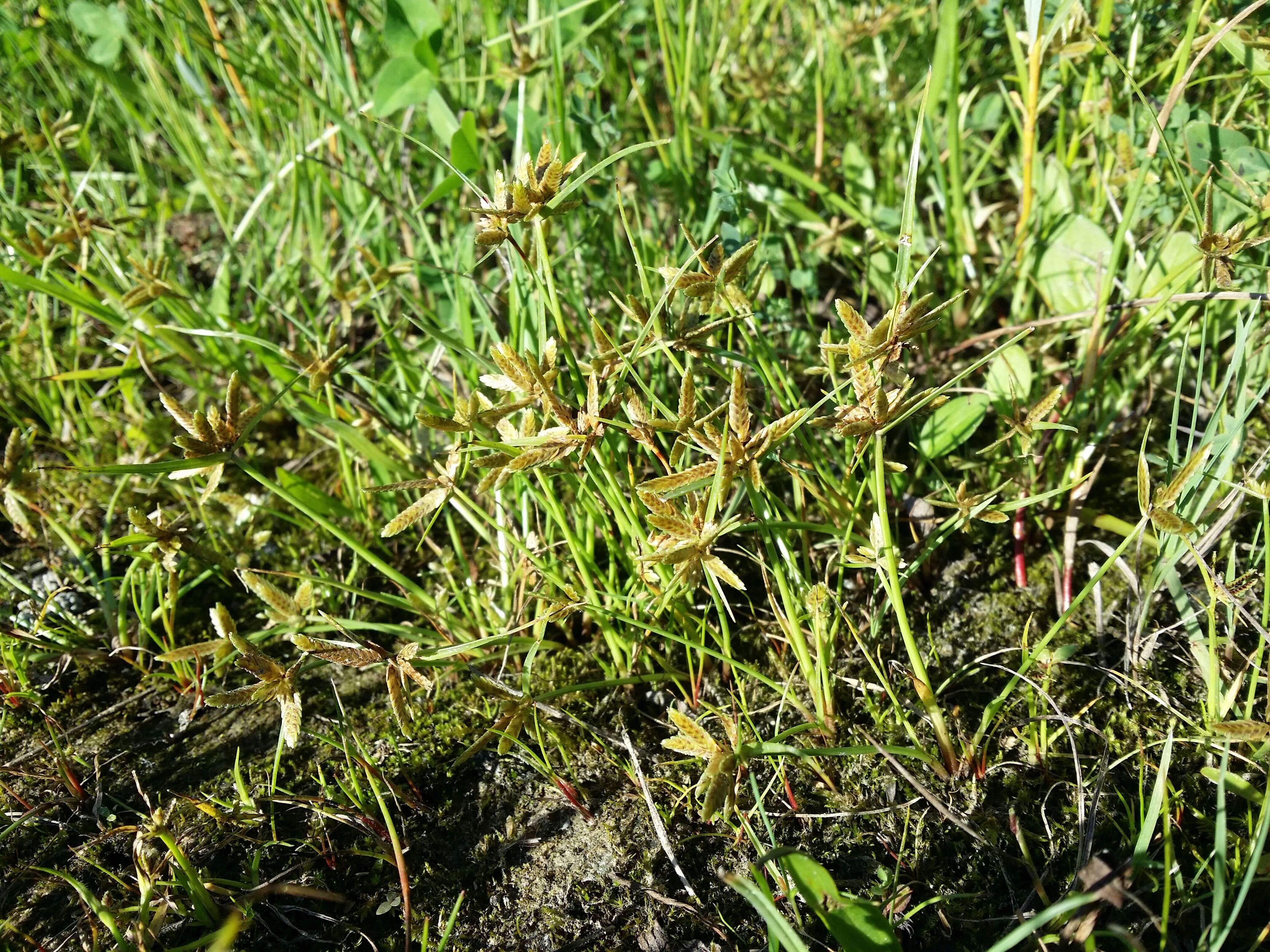 Image of Yellow Flat Sedge