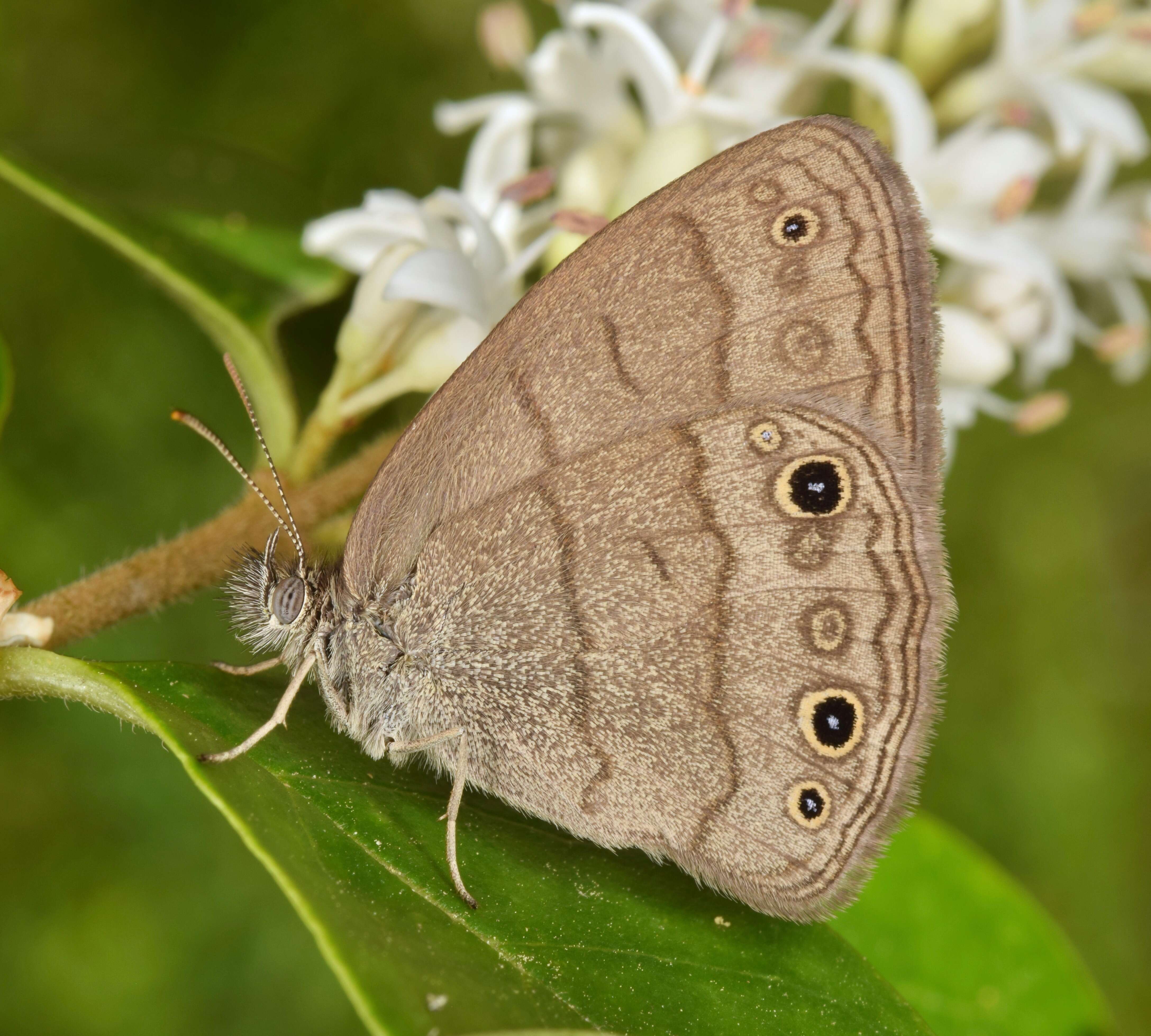 Image of Hermeuptychia sosybius