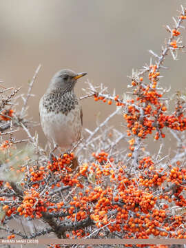 Image of Black-throated Thrush