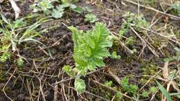 Image of tall globethistle